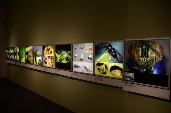 Wasp_exhibition__DSC3433